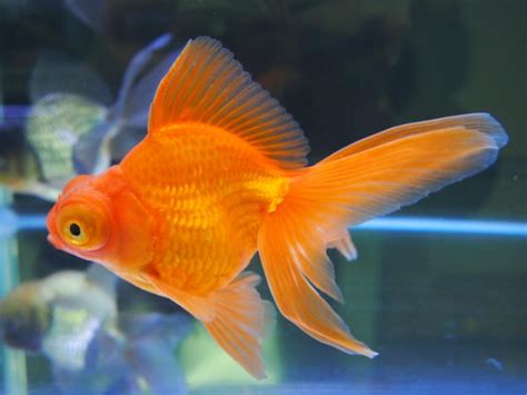 陽木 金魚的顏色